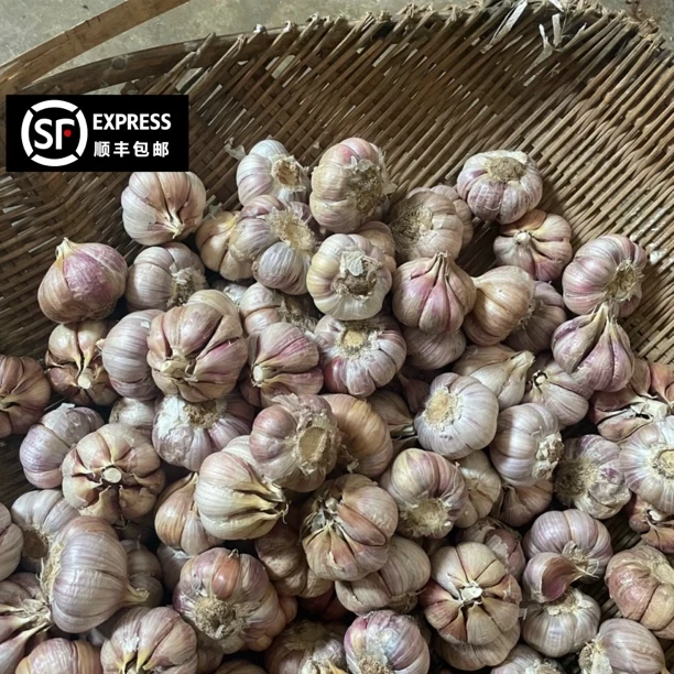 贵州本地紫皮大蒜红皮大蒜香蒜干大蒜瓣蒜农村自种精选大果