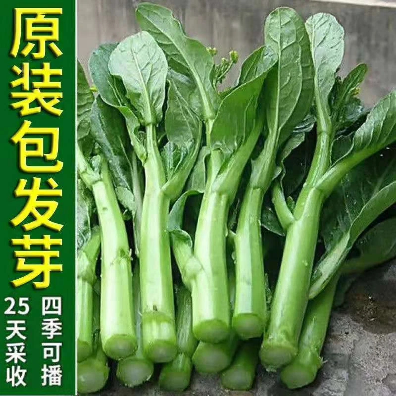 【任选5包包邮】速生25天四季菜心种子甜脆菜心耐热油青
