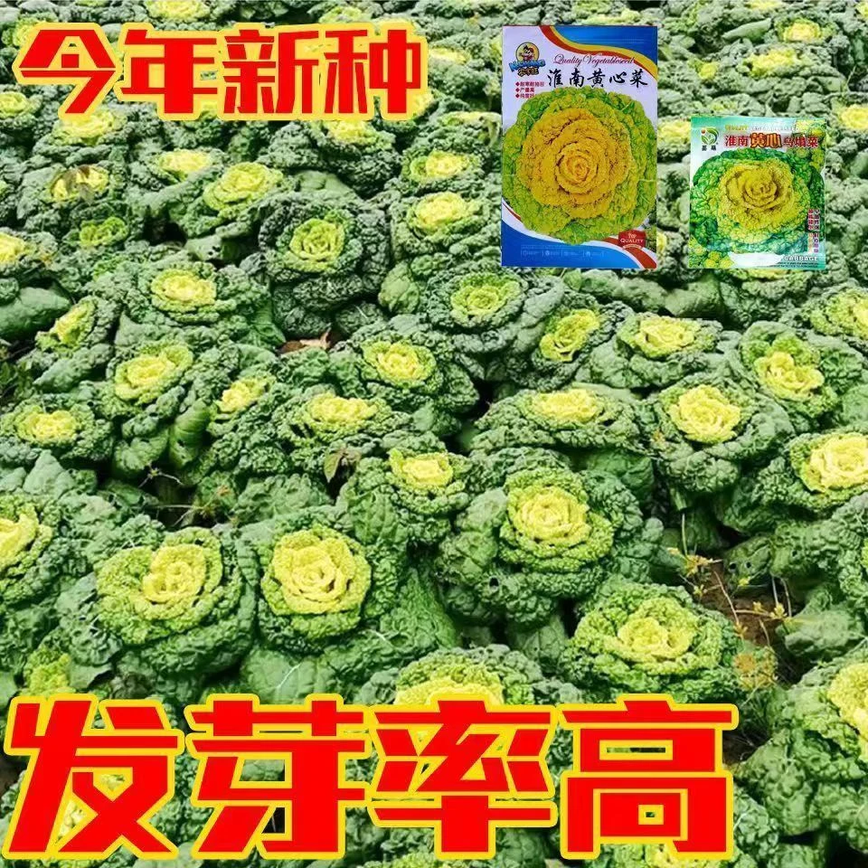 【拍满5包包邮】黄心乌塌菜种子耐寒黄心菜种籽菊花心种易种