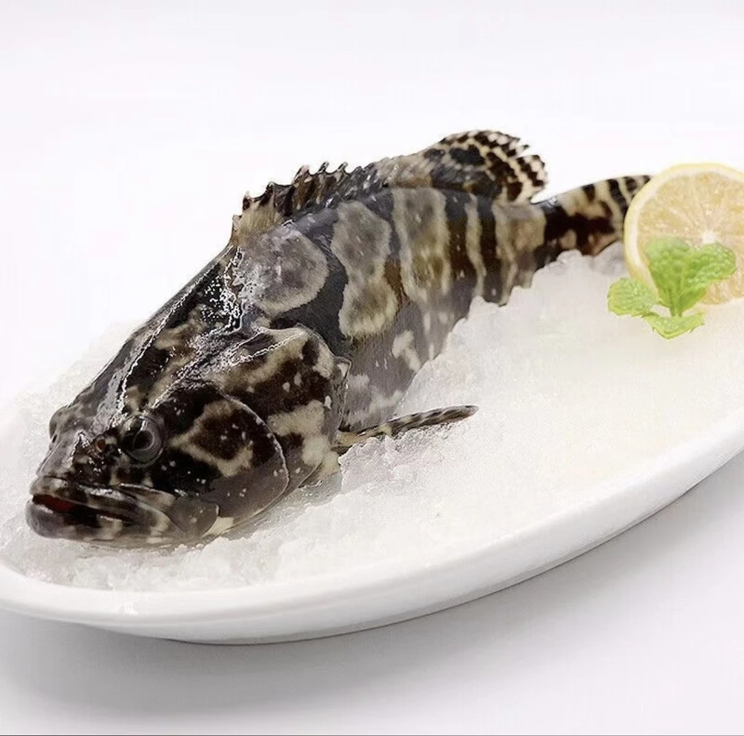 石斑鱼鲜活鲜嫩鲜红鲜冻石斑鱼珍珠斑老虎斑500g/条左右