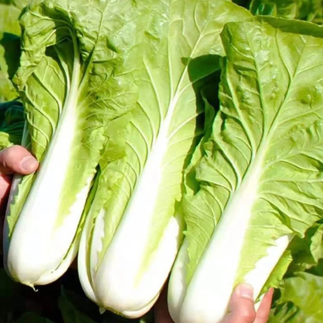 【速生快菜种子】25天早熟奶油快菜白菜种籽阳台种春夏四季蔬菜种子