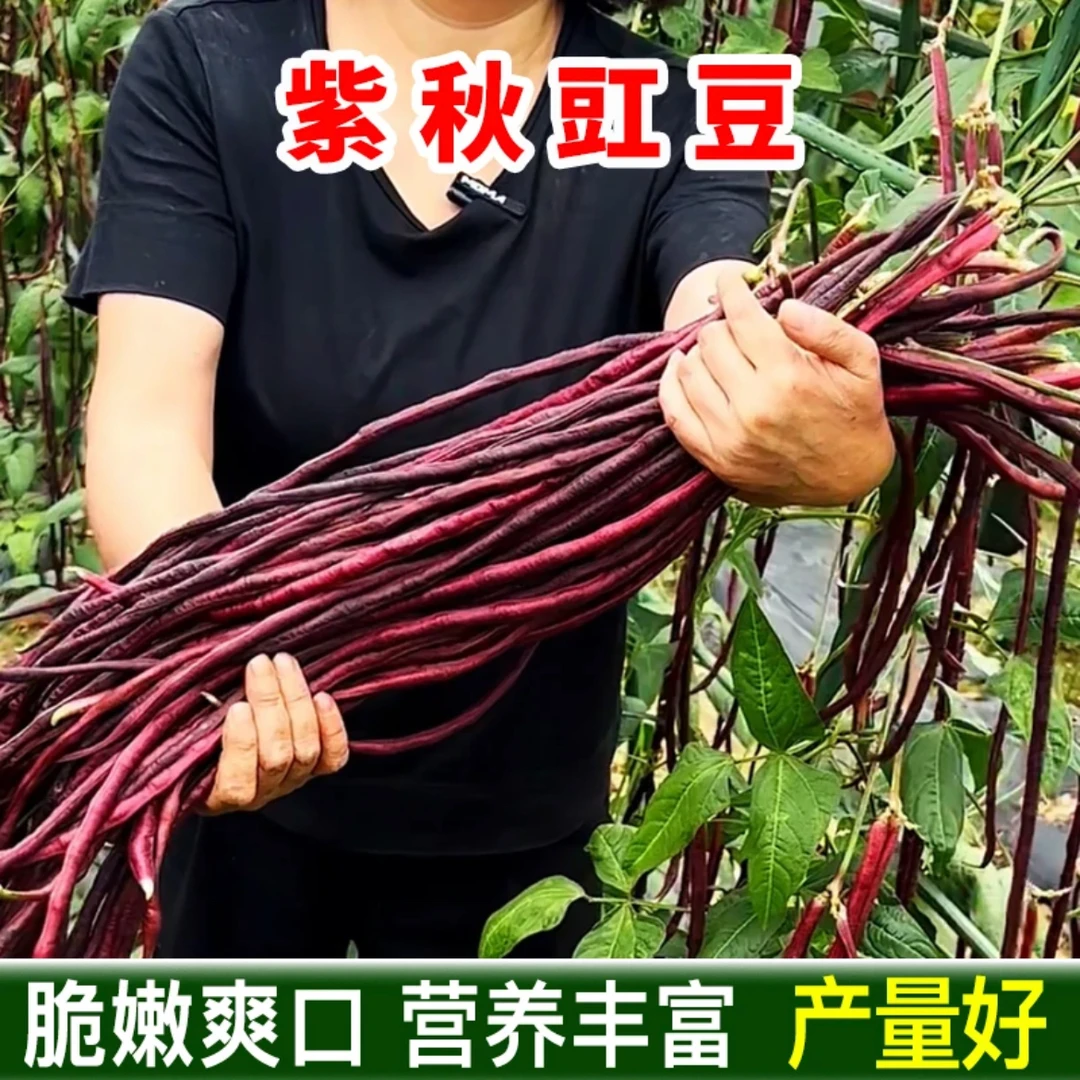 紫秋豇豇豆种籽 四季豆角阳台小院盆栽播种植农家菜园地蔬菜种子