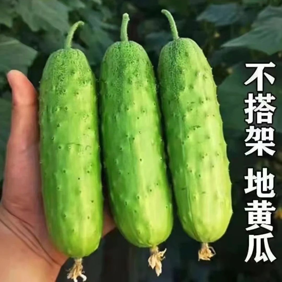 【满地爬水果黄瓜种子】水果黄瓜种子旱黄瓜免搭架四季蔬菜种子