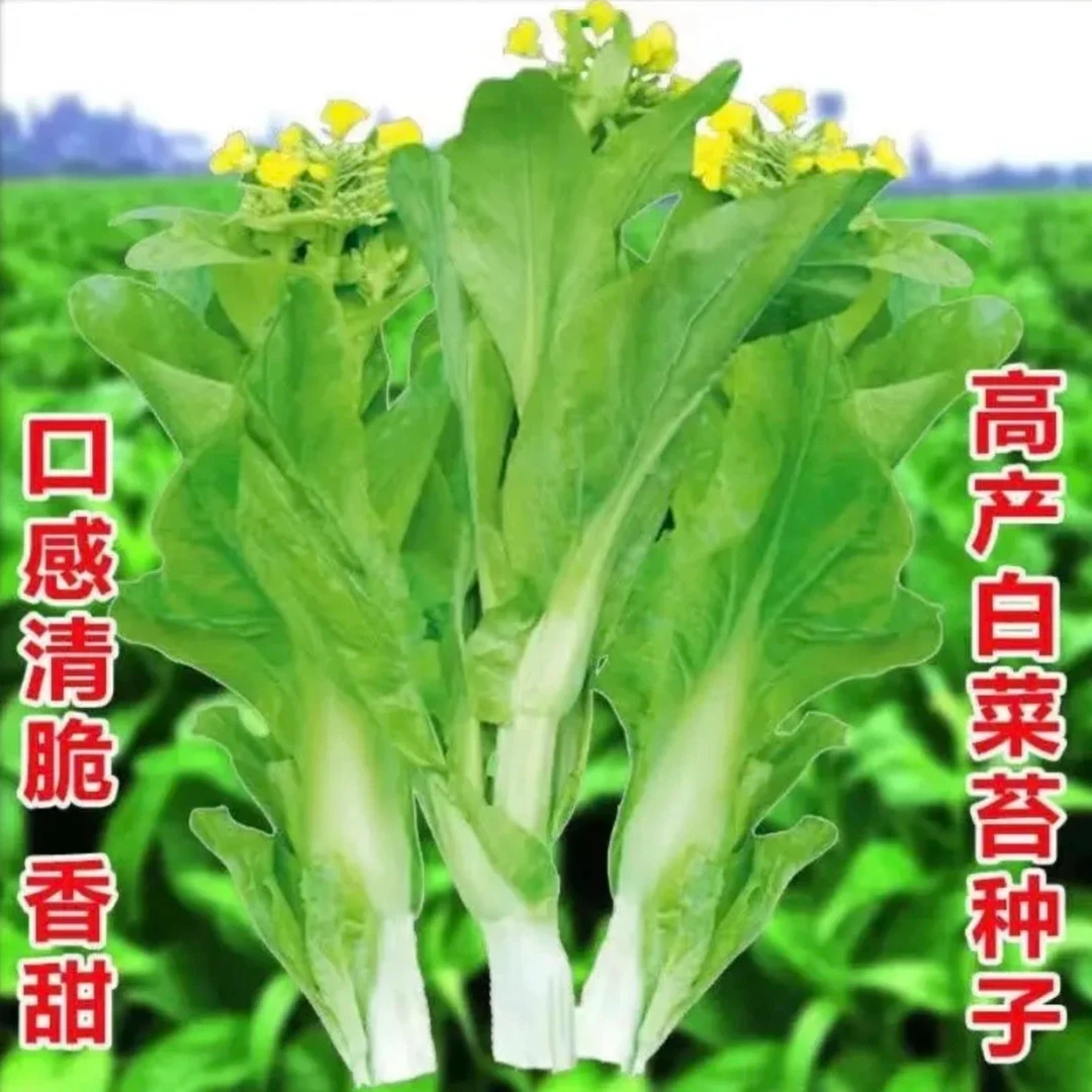 耐热速生白菜苔种子四季可种阳台小院高产蔬菜种子