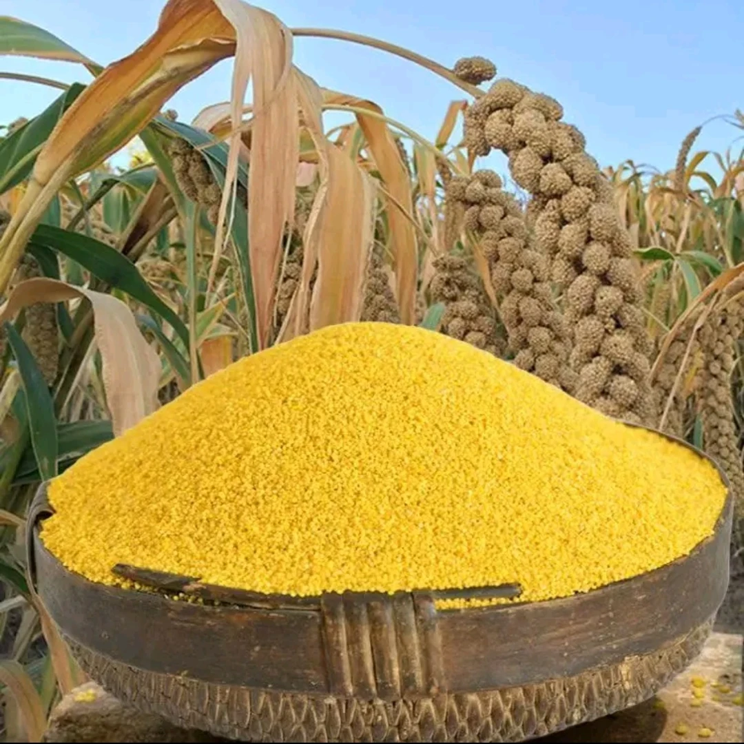 （山海涯头红谷小米）新鲜小米油浓厚口感软糯营养健康月子贡小米