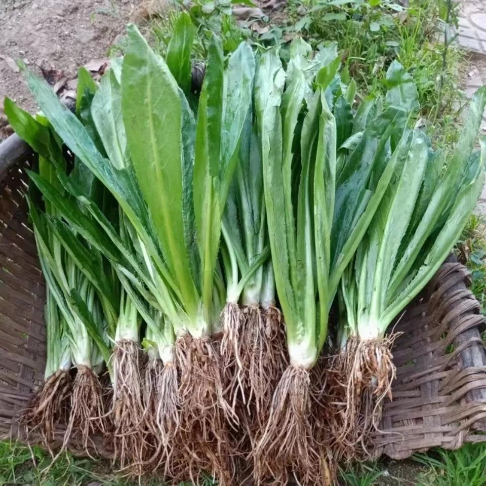云南大香菜大芫西新鲜泰国香菜鱼生料刺芫荽野生香菜傣族越南香菜