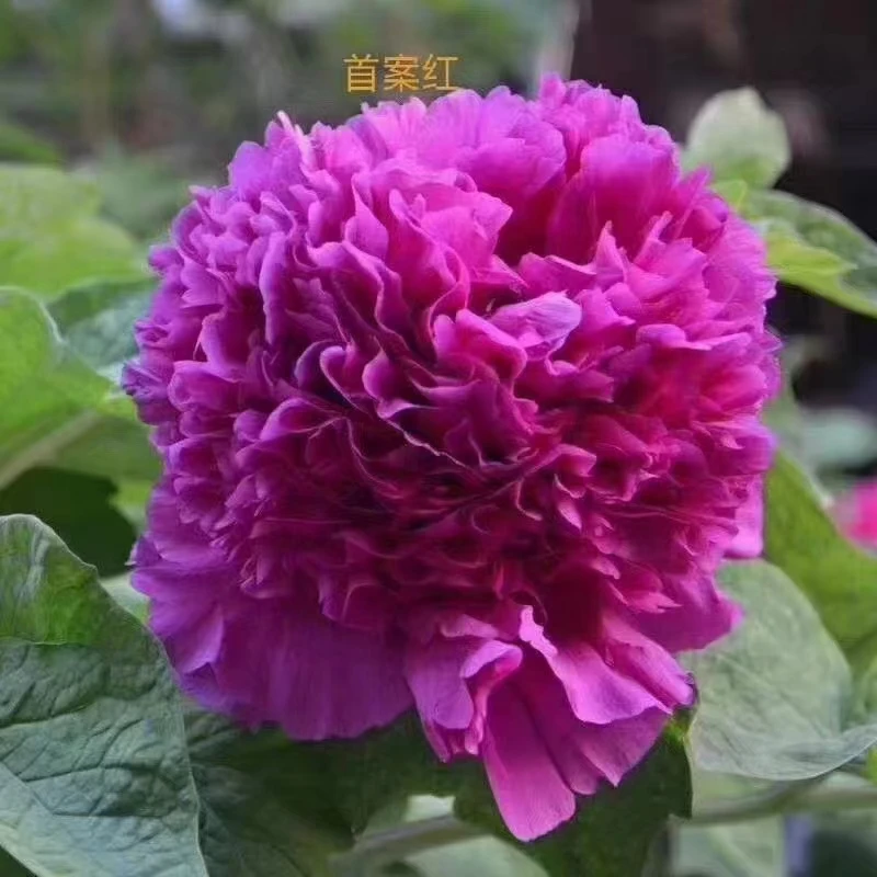 观赏牡丹绿色庭院美观（包对版）