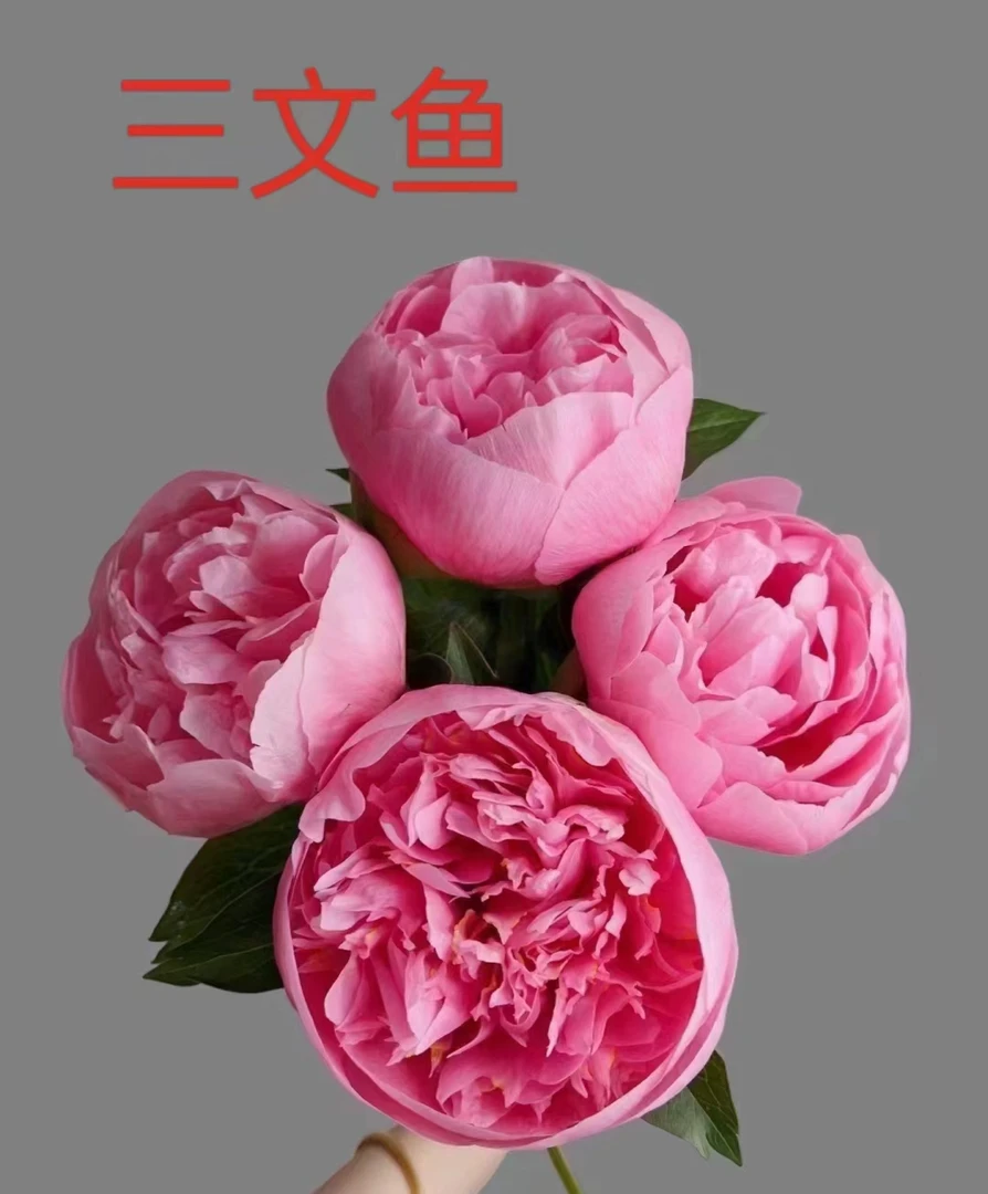 进口芍药【三文鱼】秋天发苗先发肥料