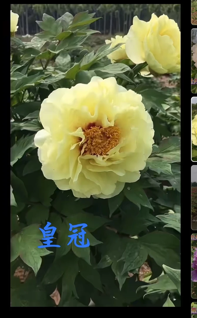 精品观赏牡丹 一物一拍包对版