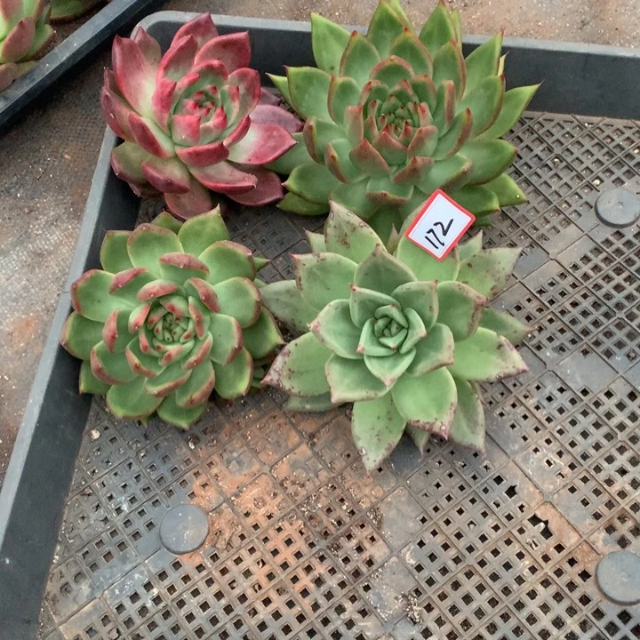 东云组拍1101-172