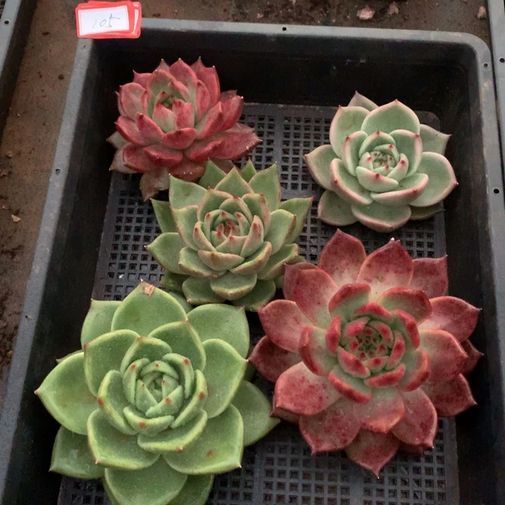 东云组拍1110-105