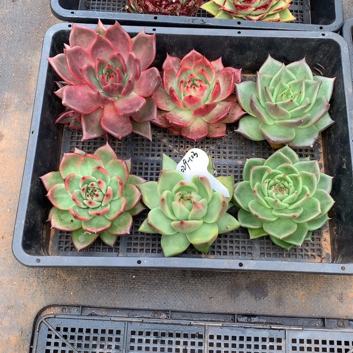 东云组拍1029-103