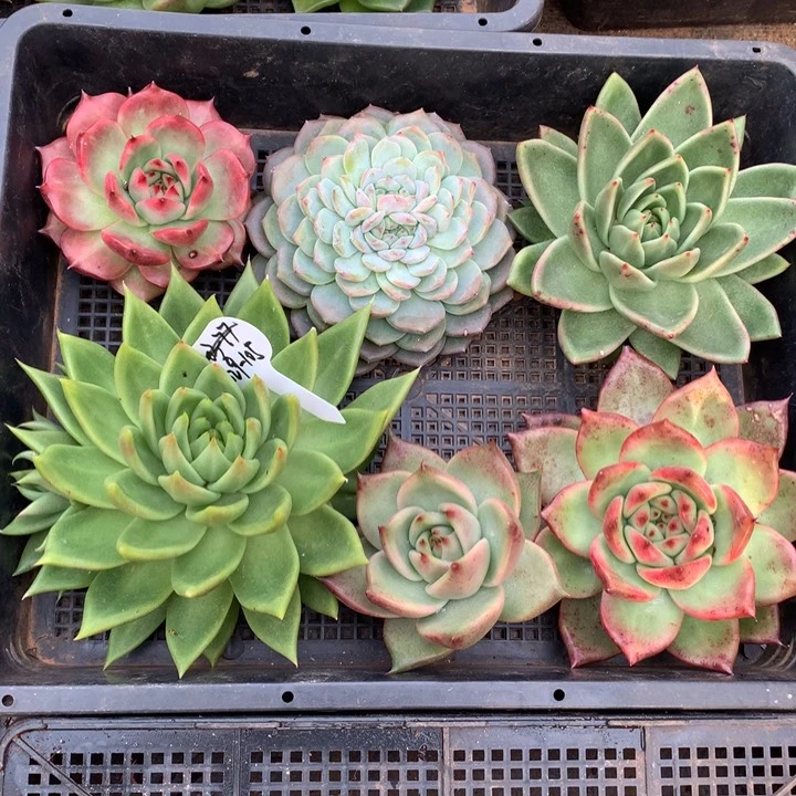 东云组拍1029-105