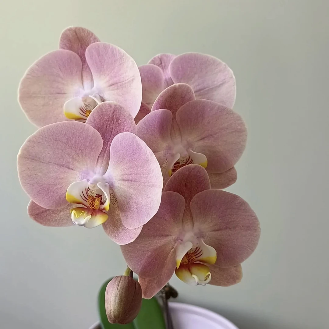 【金车蜜桃】复古典雅水蜜桃 蝴蝶兰懒人花卉苗