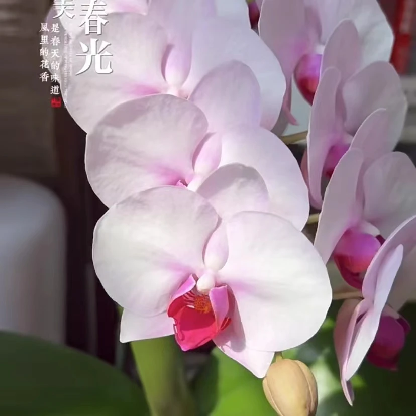 【蝴蝶兰】【杭州美女】【3.5】不带花剑桌面阳台养护展示花卉盆景