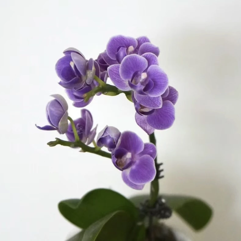 【欧洲小蓝】【夏花】【蝴蝶兰】高货懒人花卉蝴蝶兰桌面阳台苗