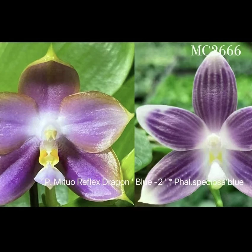 【林登斑马867】高货4寸大杯盾花蝴蝶兰