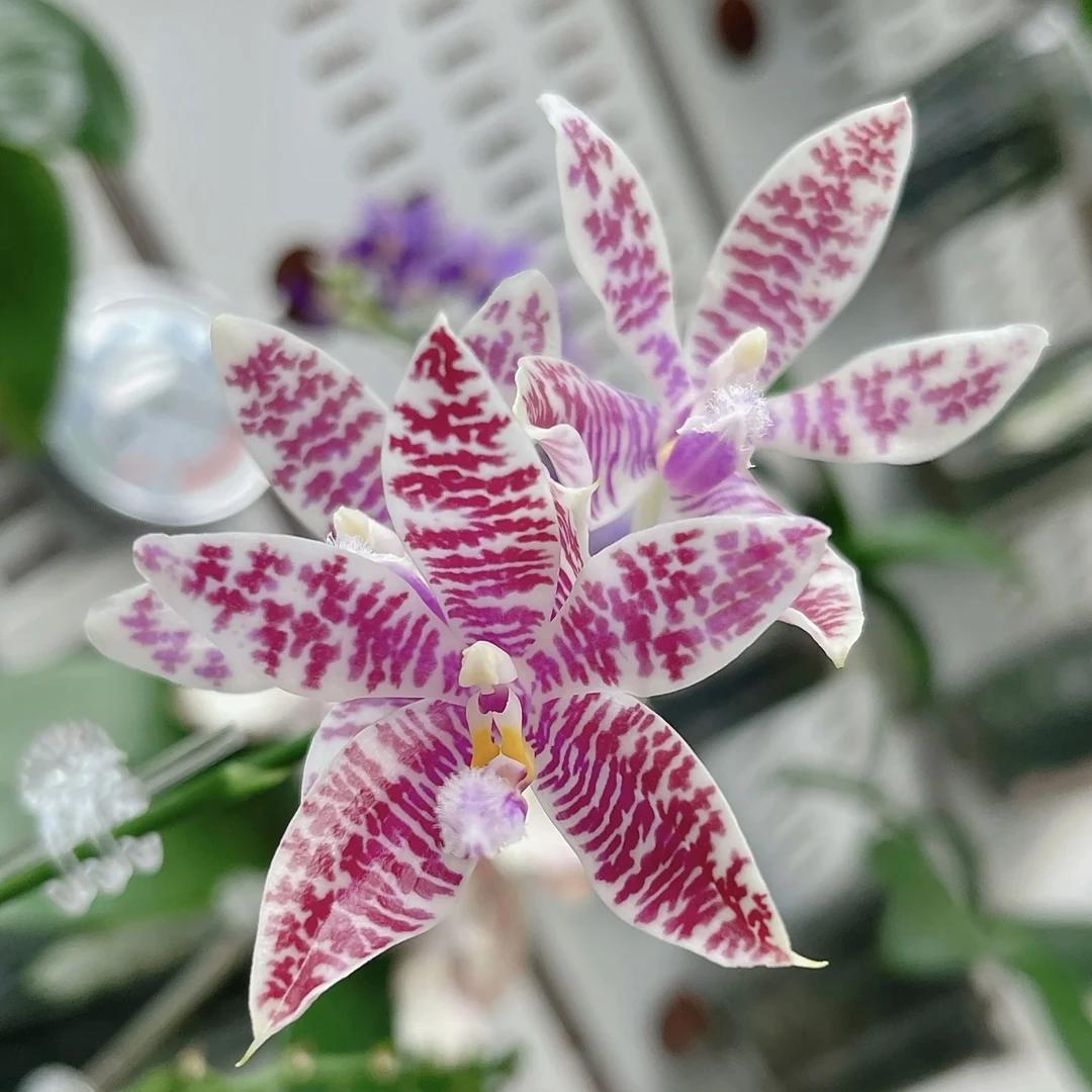 【美丽路德】盾花高货蝴蝶兰