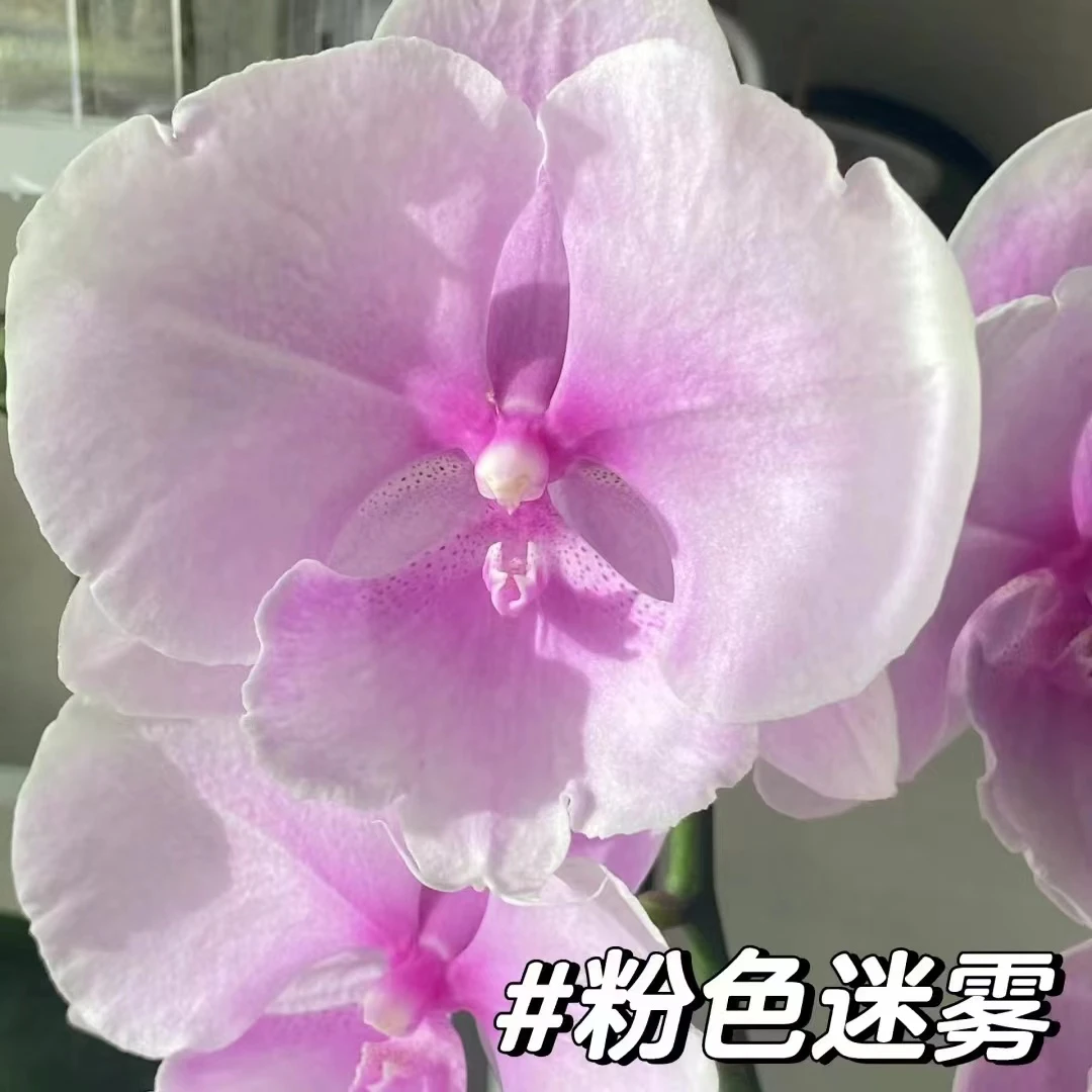 【粉迷雾】【蝴蝶兰】3.0大花品种自带蕾丝边蝴蝶兰桌面阳台
