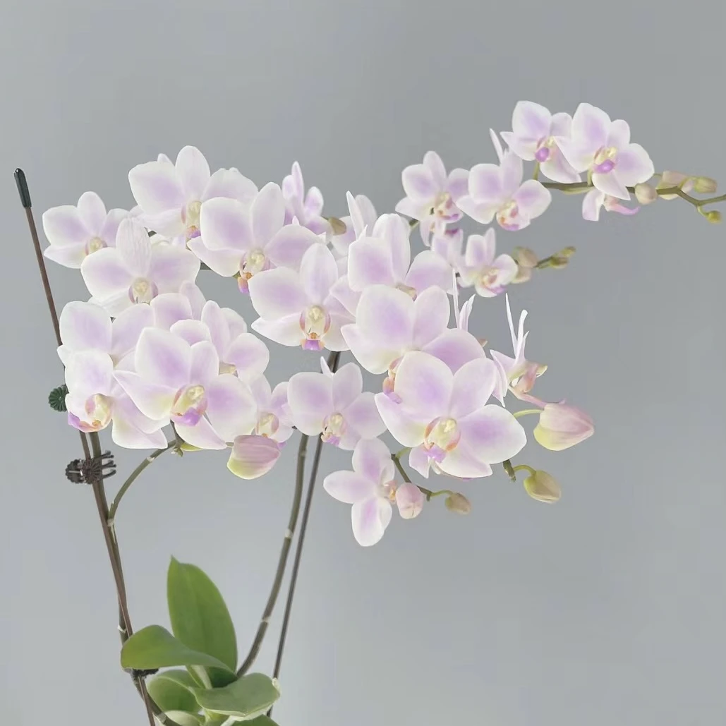 需凑单【蝴蝶兰】【残雪】【2.8】不带花剑桌面阳台展示花卉盆景基地直