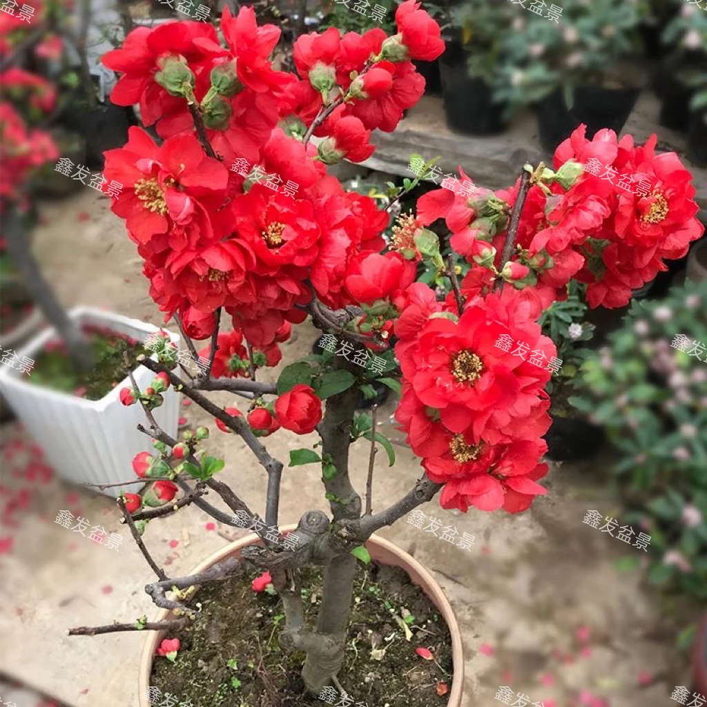 海棠盆景直播间一物一拍链接仅供付米