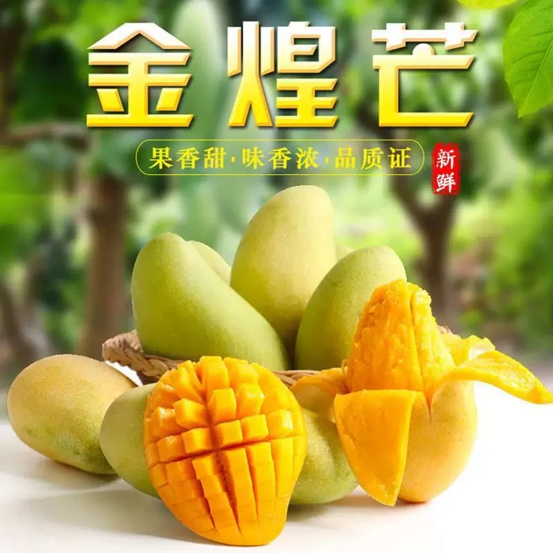 广西黄皮金煌芒新鲜现摘芒果皮薄肉厚汁多5斤整箱单果400g起