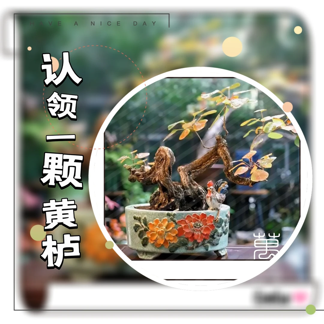 018红叶黄栌 白骨舍利