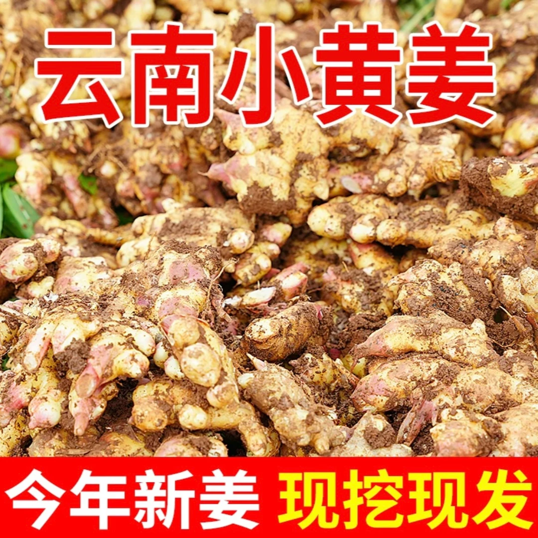 云南高山小黄姜新鲜现挖今年老姜1/3/5/9斤带泥产地直发味浓辛辣
