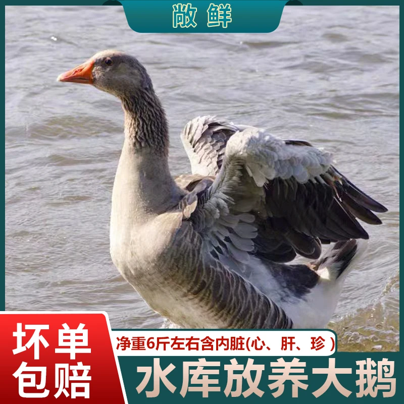 【老七家】散养大鹅仔鹅现宰现发净重6斤左右含心肝胗 顺丰