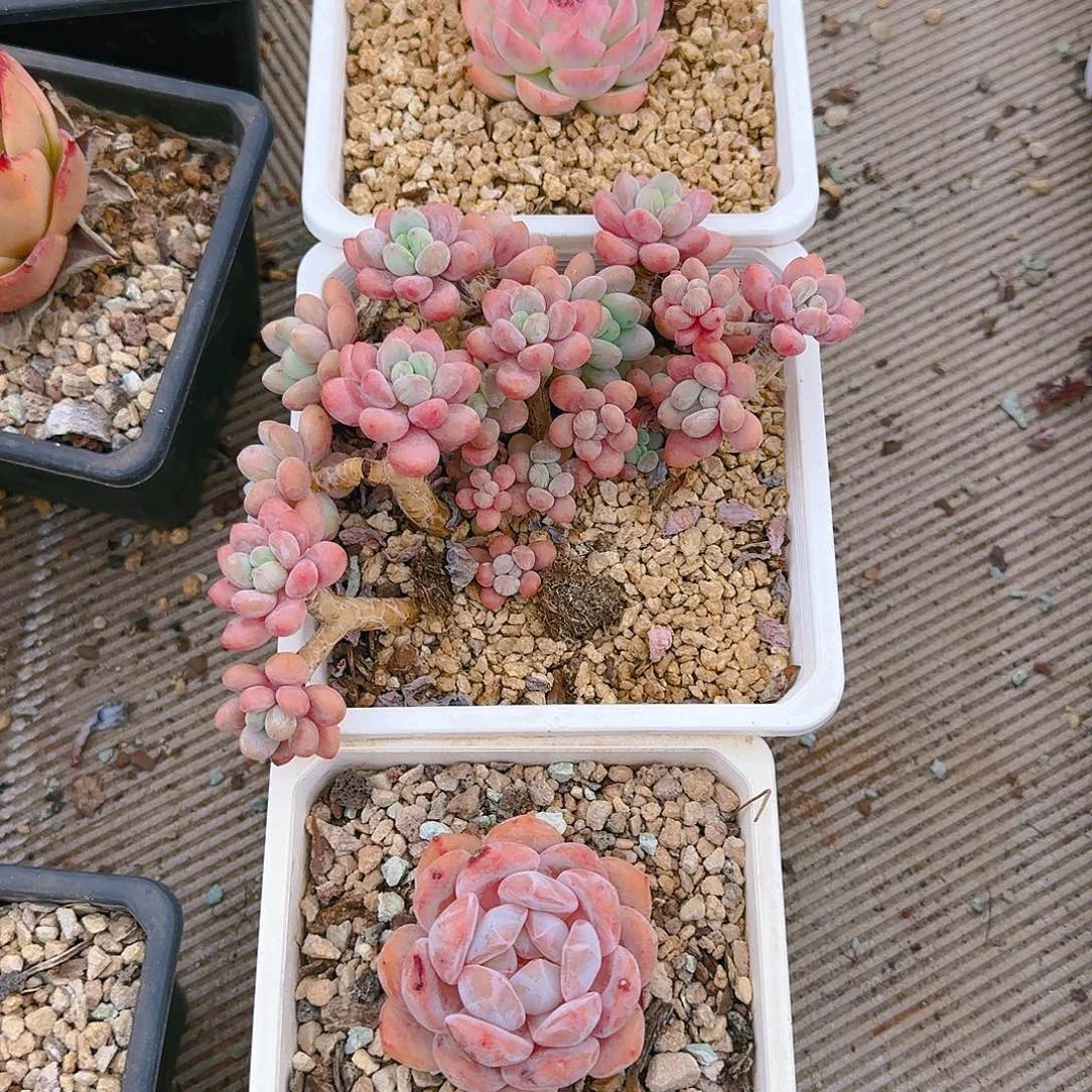 一组3个25.8        020号肉