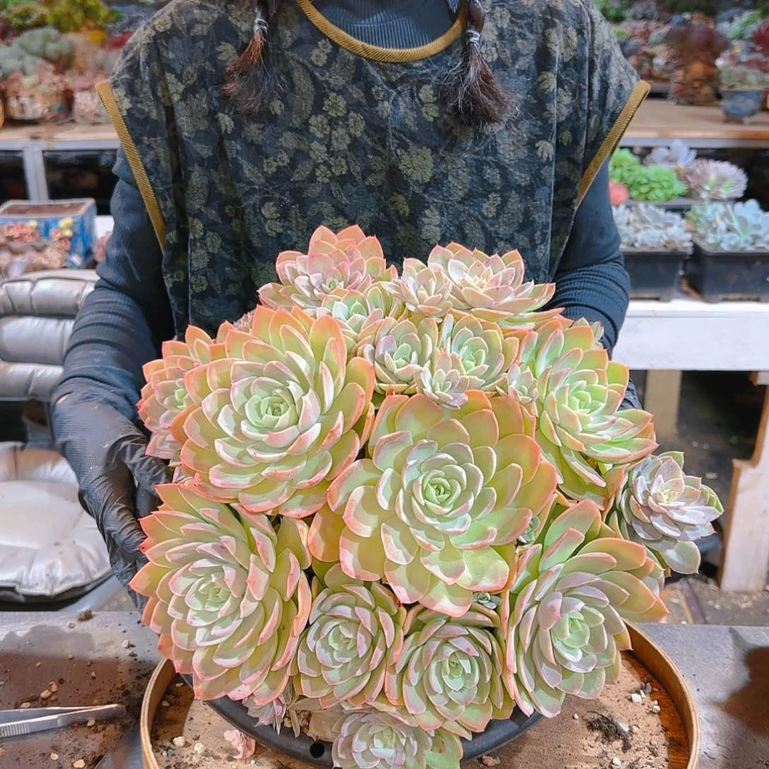 ?***?T，丝绸面纱128         肉