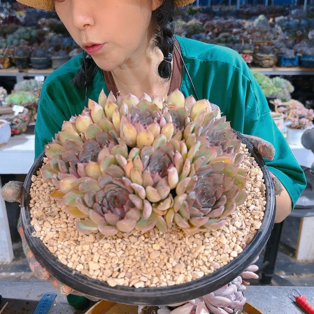 ~**哒美美哒，猎户座85，肉肉肉肉肉肉