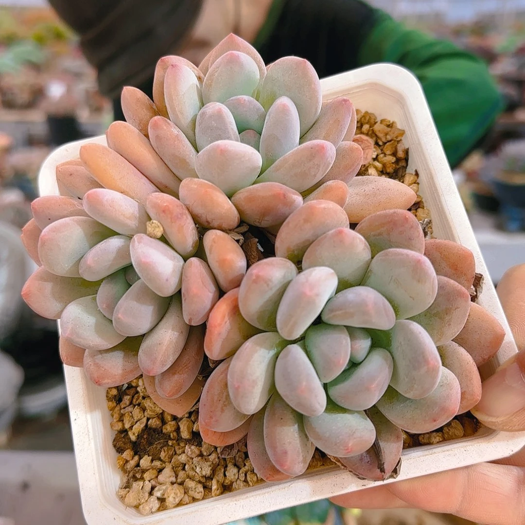 香水3头051号28.8     肉