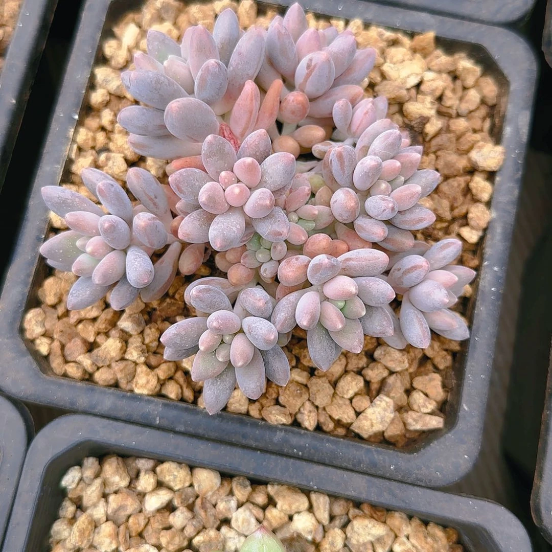 星黛露，35.8          肉