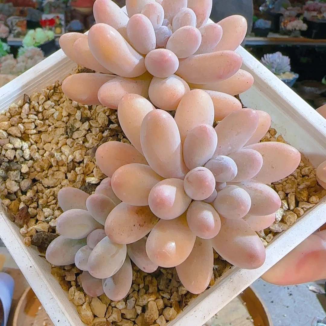 汤圆，35.8         肉