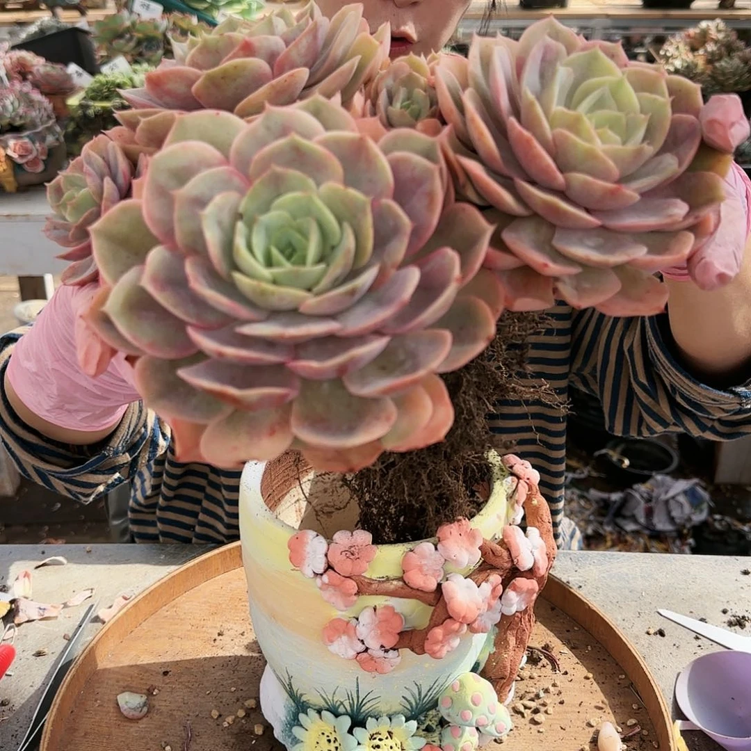 梦****?梦回，盆198     盆