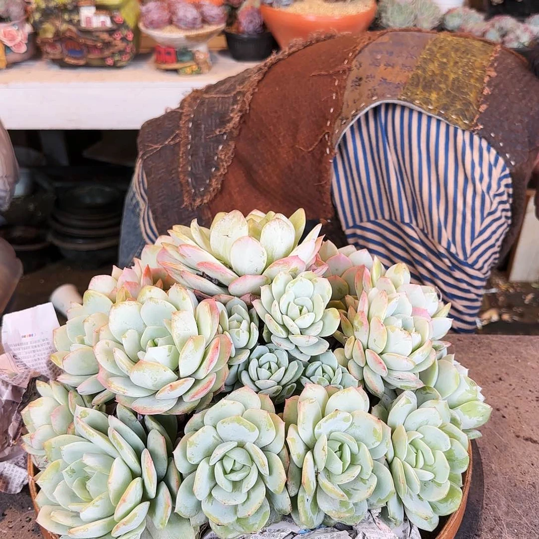 紫*晶紫水晶，恋曲118    肉