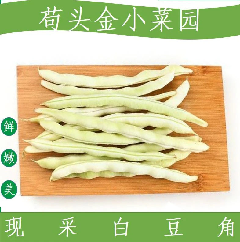 【老来白】白肉豆农家豆角现采现发2/3/5斤