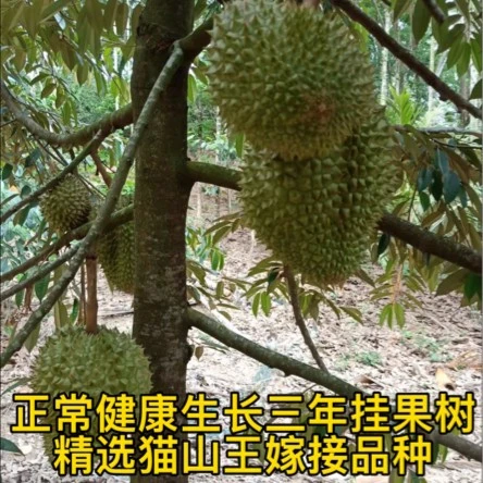 猫山王金枕黑刺榴莲芽条嫁接小苗