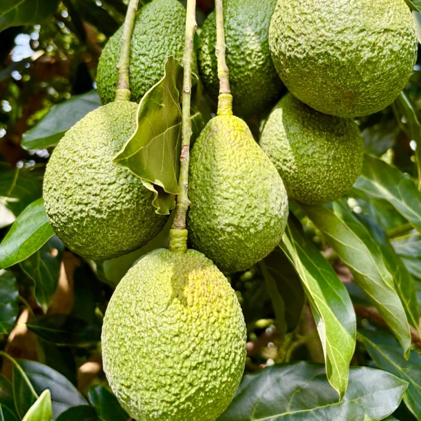 云南孟连【国货之光】哈斯牛油果☛宝妈辅食