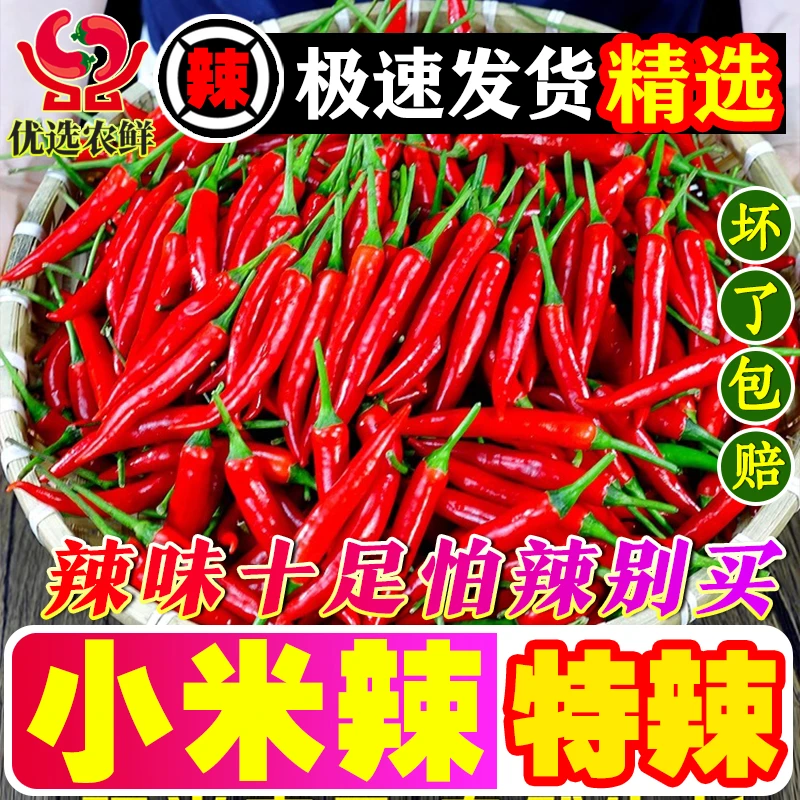 【特辣巨辣】云南小米辣椒高山露天种植新鲜朝天椒现摘现发特辣批发