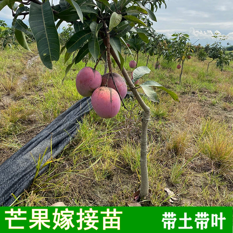 芒果树苗矮化嫁接金煌四季蜜芒红贵妃台农芒果苗盆栽庭院当年结果
