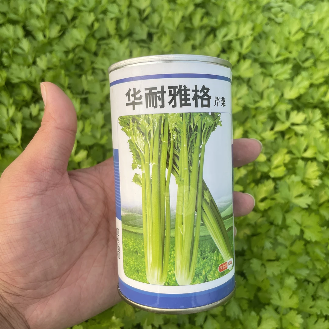 小香芹四季小香芹种子大全芹菜苗种籽秧苗芹菜种子好管理品相好