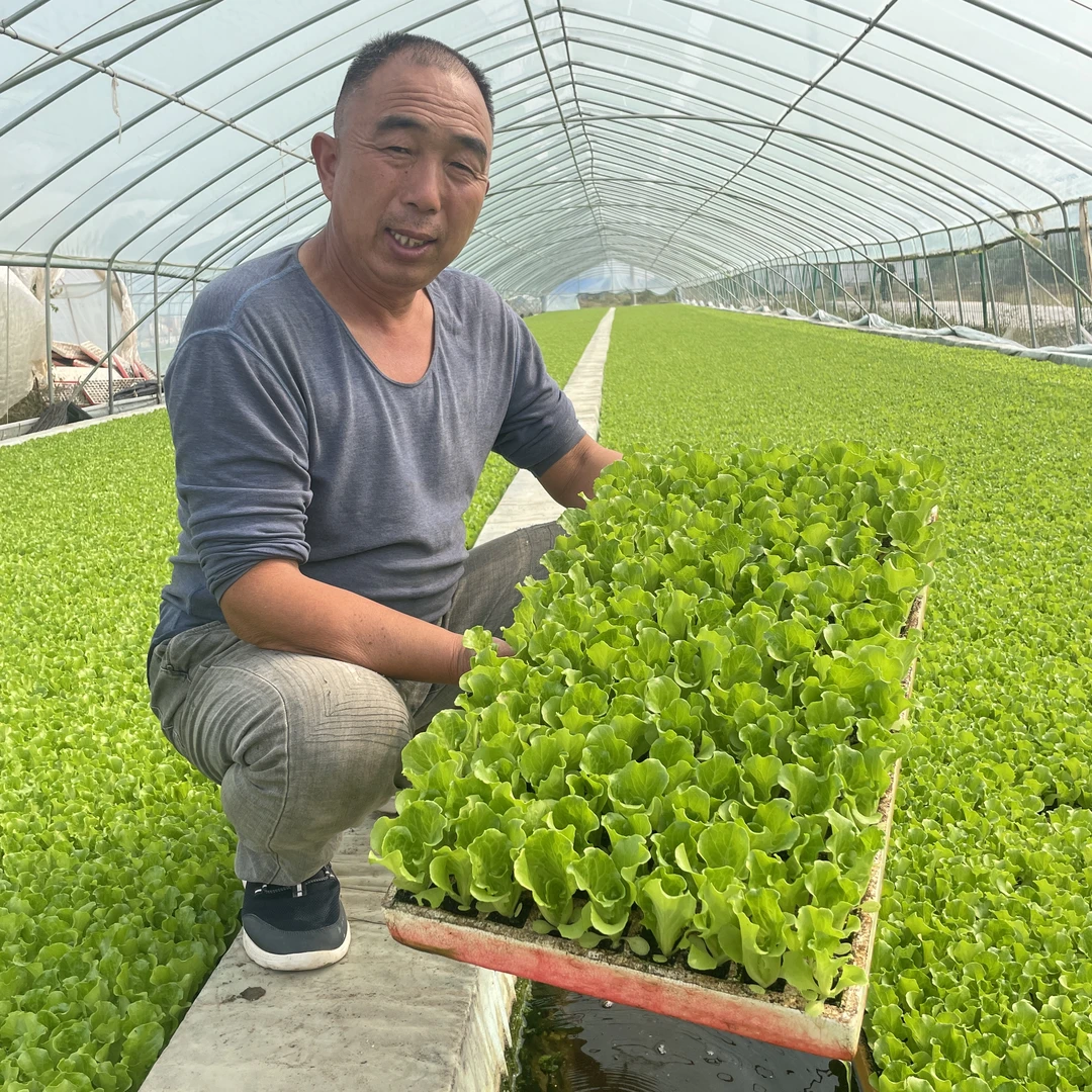 意大利生菜苗耐寒生菜苗秧苗秋冬蔬菜苗地盆栽青菜高产蔬菜苗