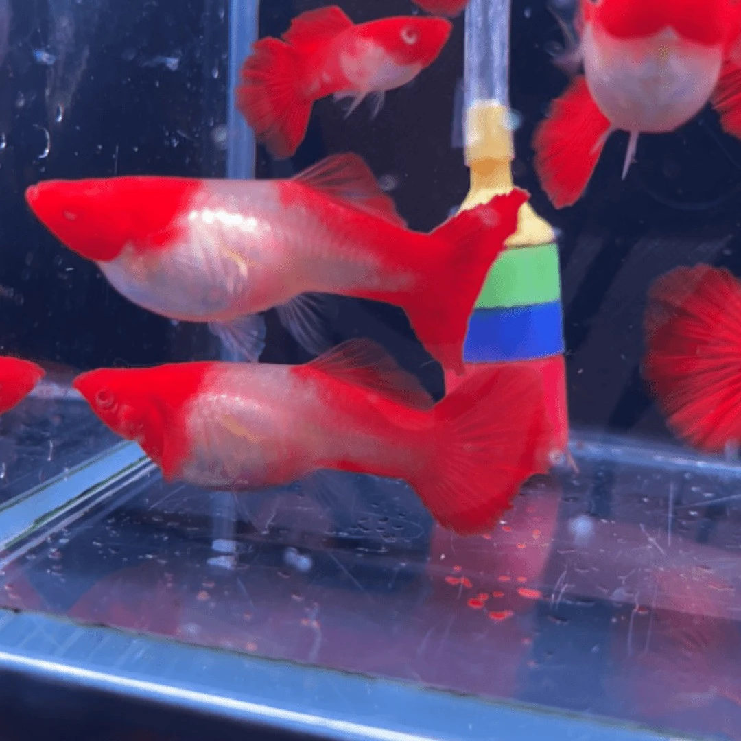 鸿运当头种鱼孔雀鱼热带鱼观赏鱼