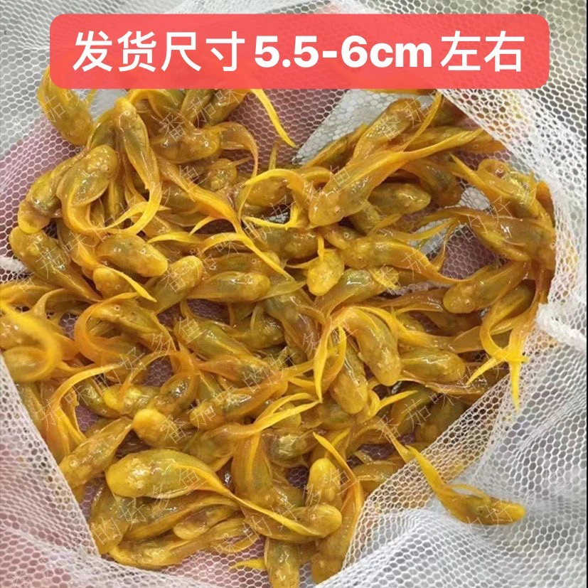 台系24K红眼大帆观赏鱼热带鱼清缸鱼