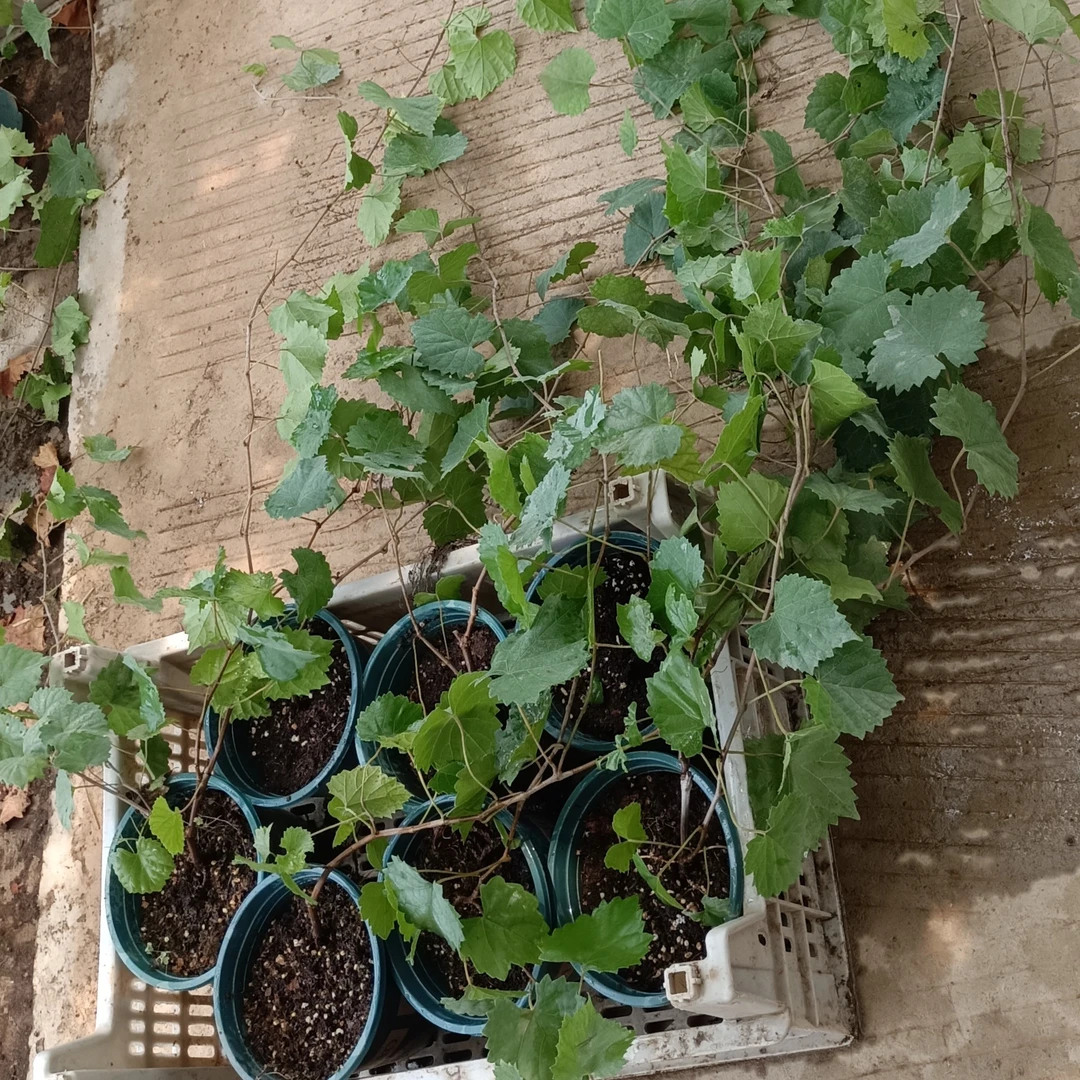 圆叶葡萄自粉品种格威尔