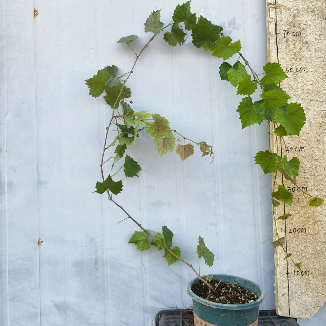 圆叶葡萄异粉品种女王陛下