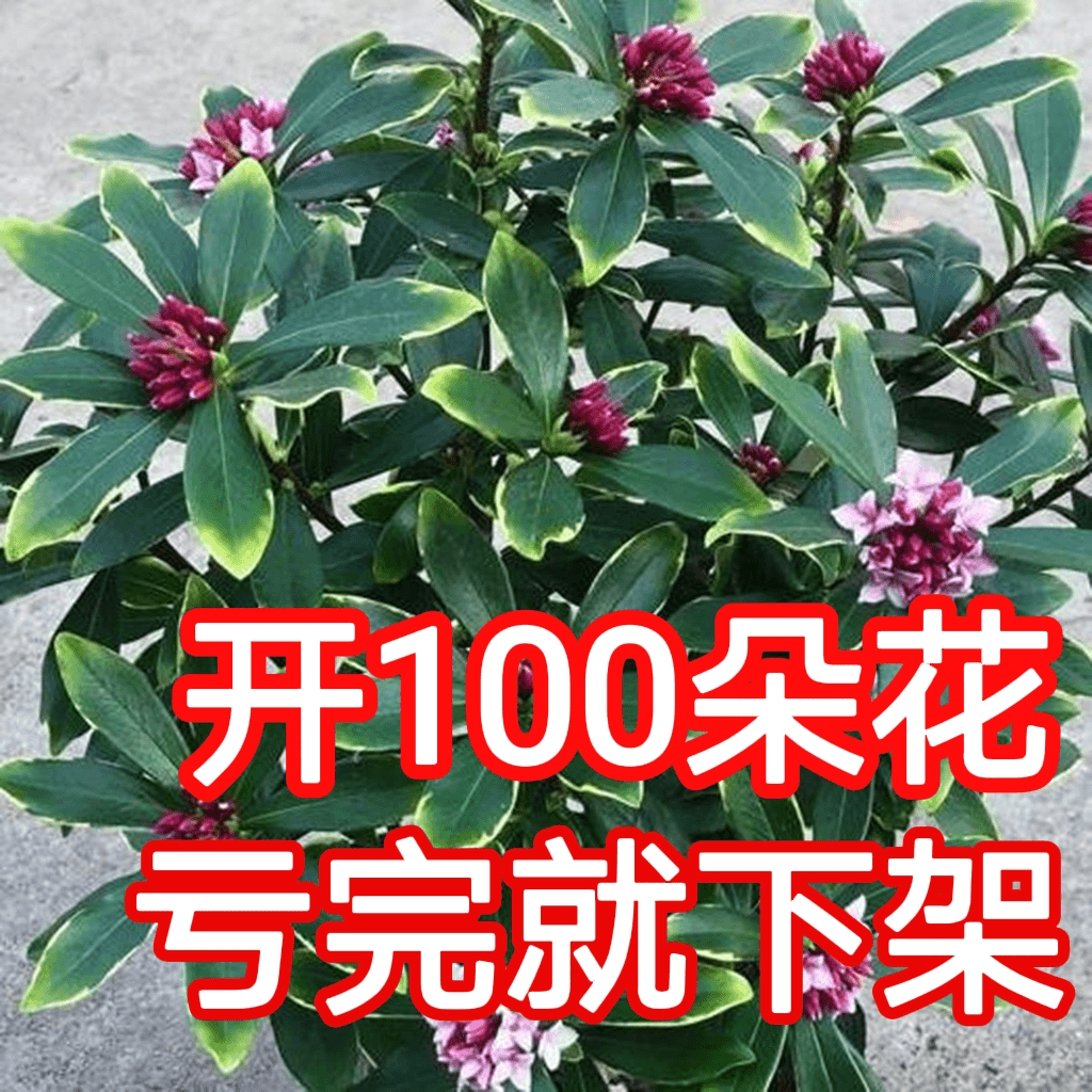 金边瑞香红色鲜花绿植盆栽冬季花卉室外培育室内防冻栽培植物耐寒