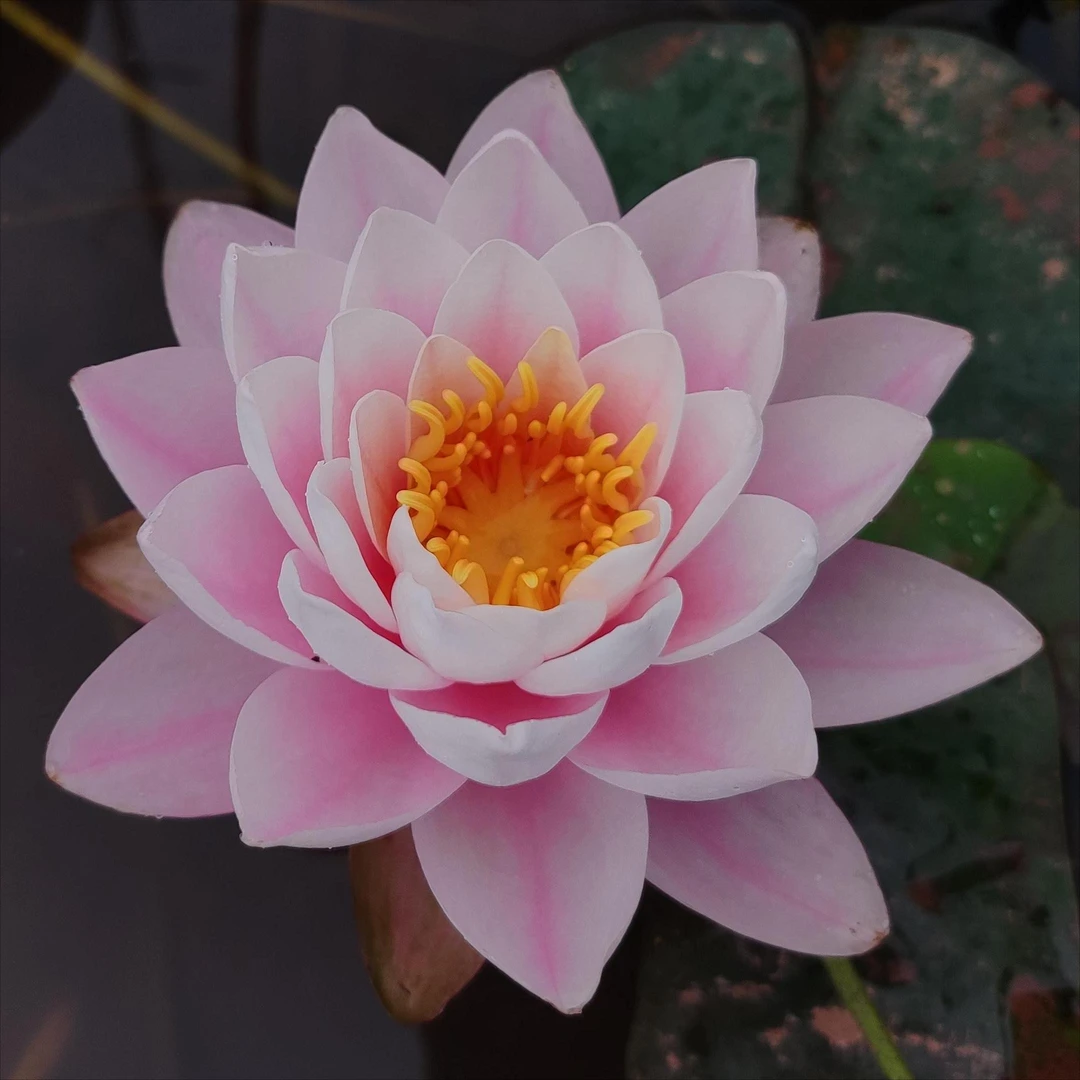 【睡莲】热带耐寒睡莲多年生阳台庭院水生花卉盆栽池栽花卉